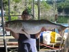 (06/21/2017) - Nice Striped Bass